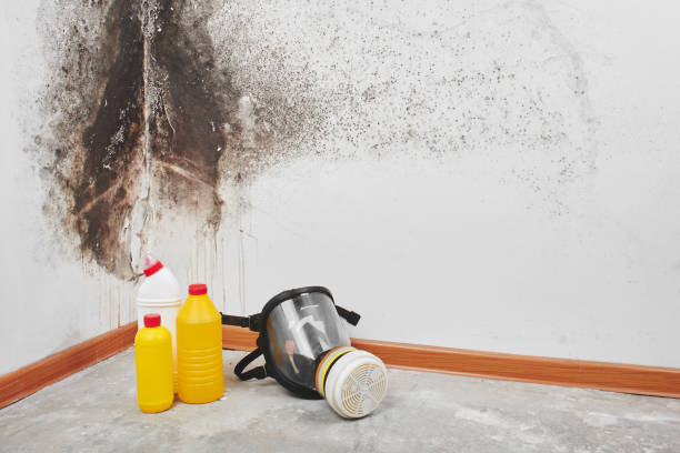 Best Mold Removal Specialists  in Rochester, NH