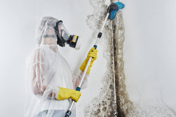 Best Residential Mold Removal  in Rochester, NH
