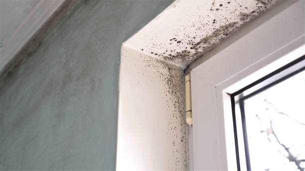 Best Home Mold Removal  in Rochester, NH