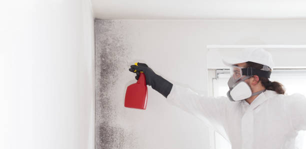 Best Emergency Mold Removal  in Rochester, NH