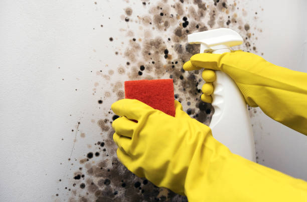 Best Local Mold Removal Service  in Rochester, NH