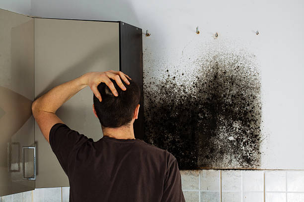 Best Emergency Mold Removal  in Rochester, NH