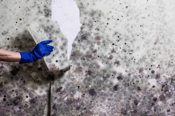 Best Certified Mold Removal  in Rochester, NH