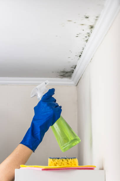 Best Office Mold Removal Services  in Rochester, NH